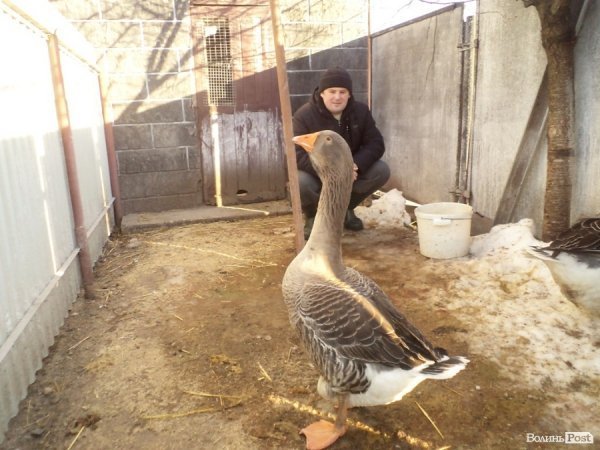 Заступник мера на Волині вирощує лимони, мандарини і  гусей. ФОТО